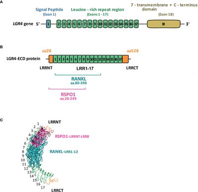 LGR4, a G Protein-Coupled Receptor With a Systemic Role: From Development to Metabolic Regulation